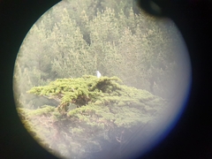 Egretta novaehollandiae novaehollandiae