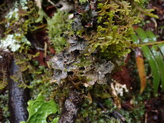 Lobariaceae