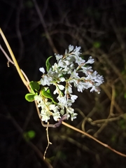 Fallopia baldschuanica
