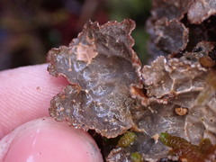 Lobariaceae