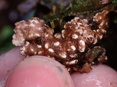 Lobariaceae