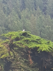 Egretta novaehollandiae novaehollandiae
