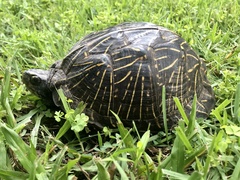 Terrapene carolina bauri