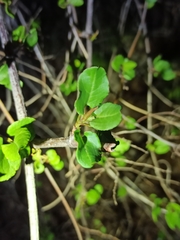 Fallopia baldschuanica