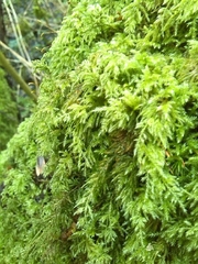 Pseudisothecium myosuroides