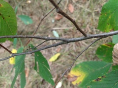 Ulmus rubra