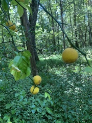Citrus trifoliata
