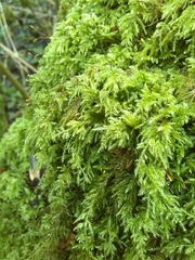 Pseudisothecium myosuroides