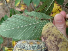 Ulmus rubra