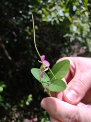 Galactia latisiliqua