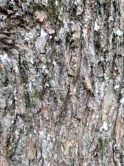 Ulmus rubra