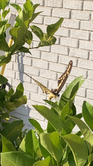 Heraclides cresphontes