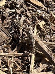 Trimerotropis pallidipennis