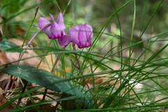 Cyclamen purpurascens