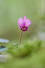 Cyclamen purpurascens