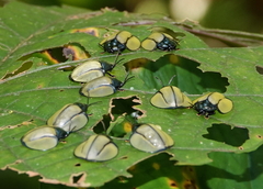 Omaspides nitidicollis