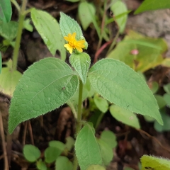 Trigonospermum annuum