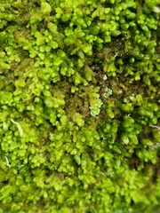 Ptilidium pulcherrimum