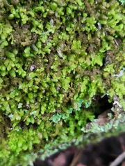 Ptilidium pulcherrimum