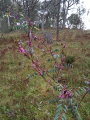 Indigofera australis
