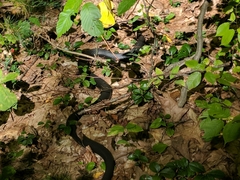 Coluber constrictor constrictor