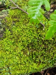 Ptilidium pulcherrimum