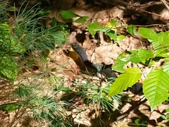 Coluber constrictor constrictor