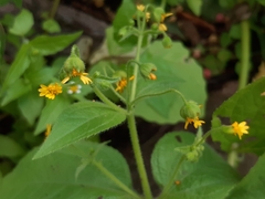 Trigonospermum annuum