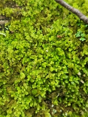 Ptilidium pulcherrimum