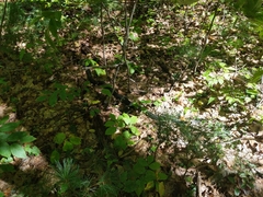 Coluber constrictor constrictor