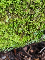 Ptilidium pulcherrimum