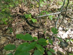 Coluber constrictor constrictor