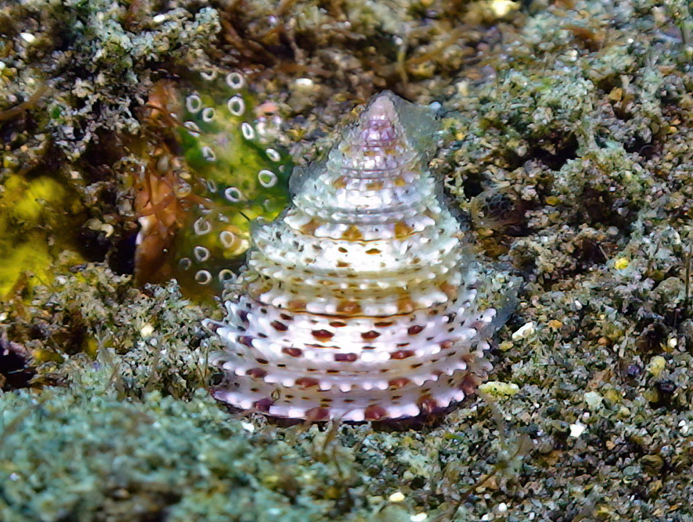 Coralastele allanae