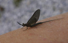 Ephemeridae
