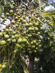 Styphnolobium japonicum