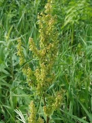 Rumex crispus