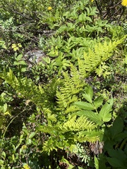Dryopteris expansa