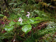 Trillium ovatum ovatum