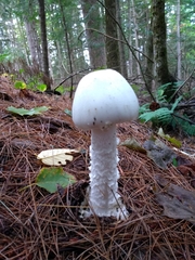 Amanita virosa
