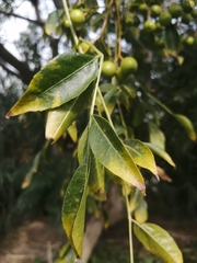 Styphnolobium japonicum
