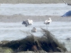 Recurvirostra americana