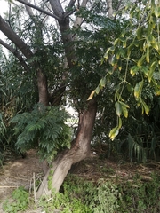 Styphnolobium japonicum