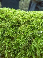 Pseudisothecium myosuroides