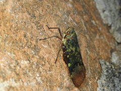 Fulgoridae