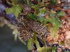 Pseudocyphellaria citrina