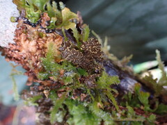 Pseudocyphellaria citrina