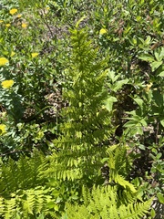 Dryopteris expansa