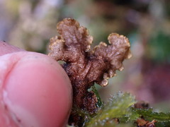 Pseudocyphellaria citrina