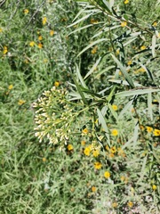 Baccharis salicifolia