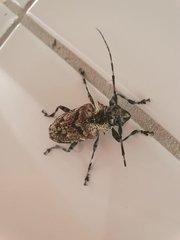 Dryoctenes scrupulosus